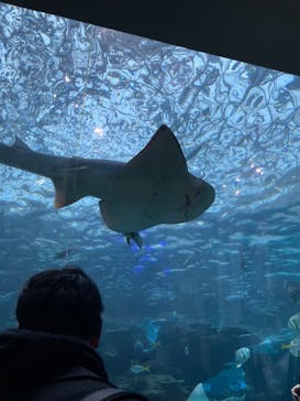 名古屋港水族館に投稿された画像（2023/2/20）