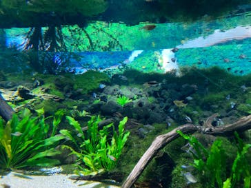 カワスイ 川崎⽔族館に投稿された画像（2023/2/20）