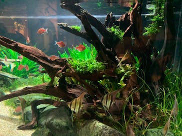 カワスイ 川崎⽔族館に投稿された画像（2023/2/20）