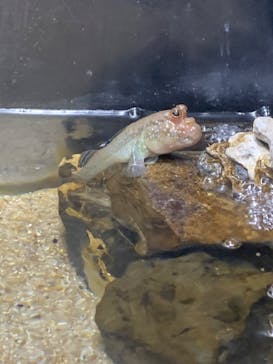 カワスイ 川崎⽔族館に投稿された画像（2023/2/20）