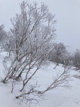 スキージャム勝山に投稿された画像（2023/2/20）