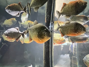 カワスイ 川崎⽔族館に投稿された画像（2023/2/20）