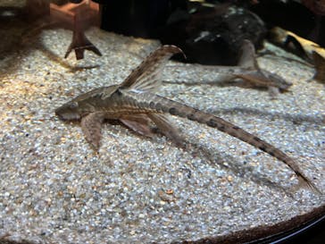 カワスイ 川崎⽔族館に投稿された画像（2023/2/20）