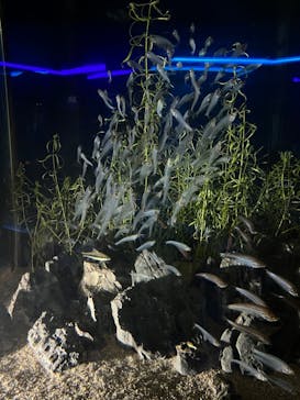 カワスイ 川崎⽔族館に投稿された画像（2023/2/20）