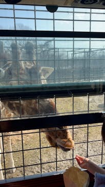 那須サファリパークに投稿された画像（2023/2/20）