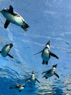 サンシャイン水族館に投稿された画像（2023/2/20）