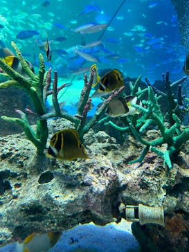 サンシャイン水族館に投稿された画像（2023/2/20）