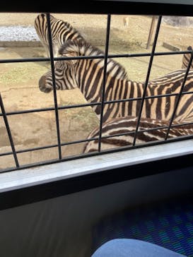 那須サファリパークに投稿された画像（2023/2/21）