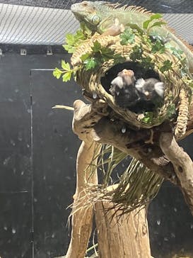 カワスイ 川崎⽔族館に投稿された画像（2023/2/21）