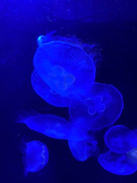 サンシャイン水族館に投稿された画像（2023/2/21）