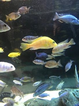 カワスイ 川崎⽔族館に投稿された画像（2023/2/21）