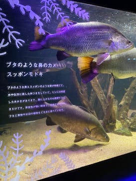 カワスイ 川崎⽔族館に投稿された画像（2023/2/21）