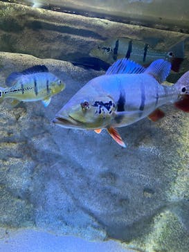 カワスイ 川崎⽔族館に投稿された画像（2023/2/21）