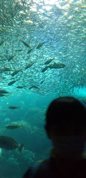 新江ノ島水族館に投稿された画像（2023/2/21）