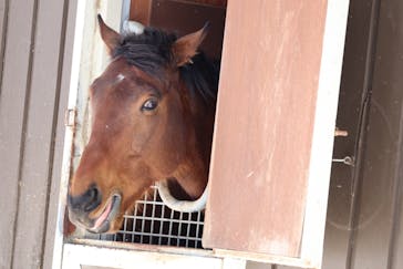 ノーザンホースパークに投稿された画像（2023/2/21）