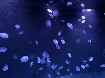 サンシャイン水族館に投稿された画像（2023/2/21）