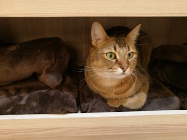 猫カフェモカ　イオンモール幕張新都心店に投稿された画像（2023/2/21）