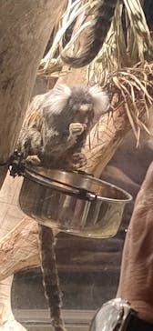 カワスイ 川崎⽔族館に投稿された画像（2023/2/21）