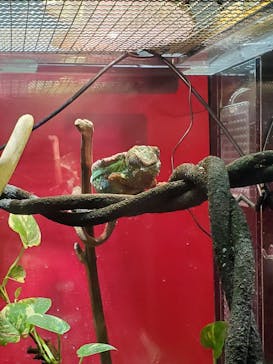 カワスイ 川崎⽔族館に投稿された画像（2023/2/21）