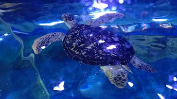 しながわ水族館に投稿された画像（2023/2/21）