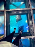 沖縄美ら海水族館に投稿された画像（2023/2/21）