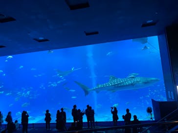 沖縄美ら海水族館に投稿された画像（2023/2/21）