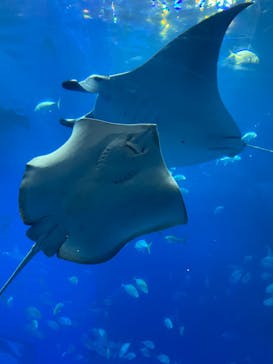 沖縄美ら海水族館に投稿された画像（2023/2/21）