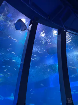 横浜・八景島シーパラダイスに投稿された画像（2023/2/21）