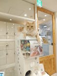 猫カフェモカ　町田ジョルナ店に投稿された画像（2023/2/21）