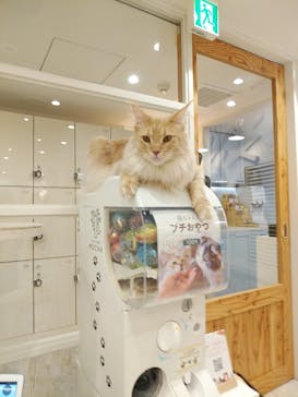 猫カフェモカ　町田ジョルナ店に投稿された画像（2023/2/21）