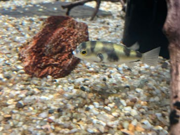 カワスイ 川崎⽔族館に投稿された画像（2023/2/21）