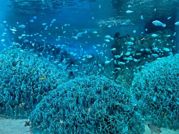 サンシャイン水族館に投稿された画像（2023/2/21）