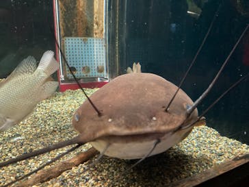 カワスイ 川崎⽔族館に投稿された画像（2023/2/21）