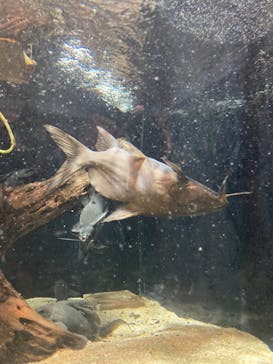 カワスイ 川崎⽔族館に投稿された画像（2023/2/21）