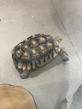 カワスイ 川崎⽔族館に投稿された画像（2023/2/21）