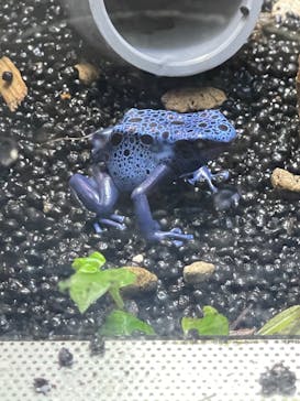 カワスイ 川崎⽔族館に投稿された画像（2023/2/21）