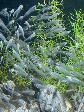 カワスイ 川崎⽔族館に投稿された画像（2023/2/21）