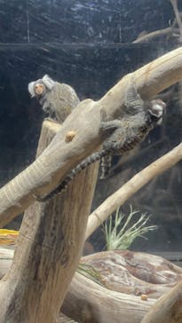 カワスイ 川崎⽔族館に投稿された画像（2023/2/21）