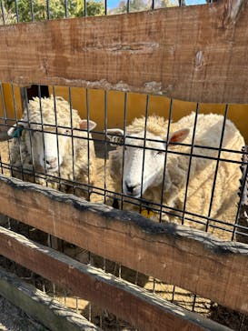 しろとり動物園に投稿された画像（2023/2/21）