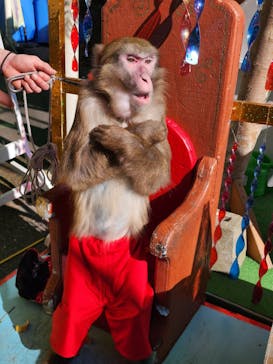 おさるランド＆アニタウン　日光さる軍団劇場に投稿された画像（2023/2/22）