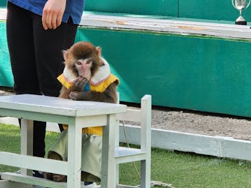 おさるランド＆アニタウン　日光さる軍団劇場に投稿された画像（2023/2/22）