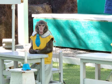 おさるランド＆アニタウン　日光さる軍団劇場に投稿された画像（2023/2/22）