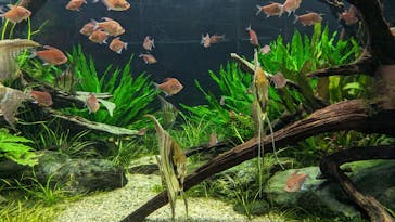 カワスイ 川崎⽔族館に投稿された画像（2023/2/22）