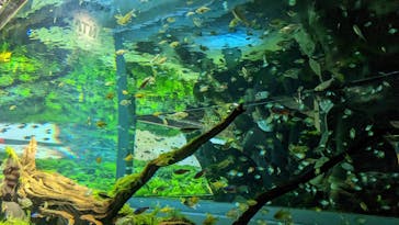 カワスイ 川崎⽔族館に投稿された画像（2023/2/22）