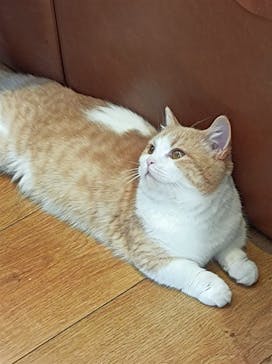 猫カフェモカ　池袋東口店に投稿された画像（2023/2/22）