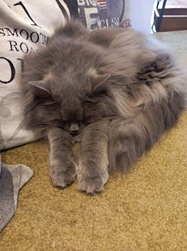 猫カフェモカ　池袋東口店に投稿された画像（2023/2/22）