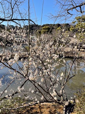 三溪園に投稿された画像（2023/2/22）