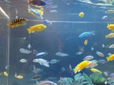 カワスイ 川崎⽔族館に投稿された画像（2023/2/22）