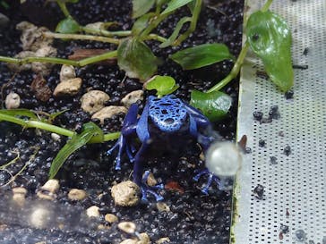 カワスイ 川崎⽔族館に投稿された画像（2023/2/22）