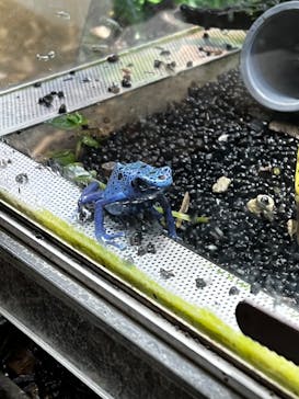 カワスイ 川崎⽔族館に投稿された画像（2023/2/22）